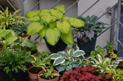 Hosta-Töpfe.18-1.jpg