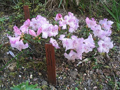 Rhododendron_pemakoense_fars_2007.jpg