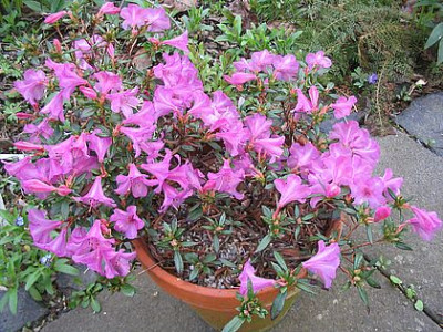 Rhododendron_imperator_fars_2007.jpg