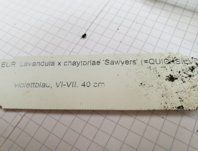 L_x_Sawyers_20180609_164608k.jpg