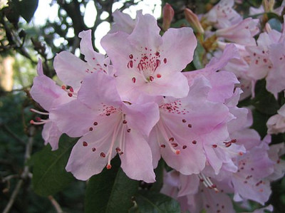 Rhododendron_rubiginosum_fars_2007.jpg