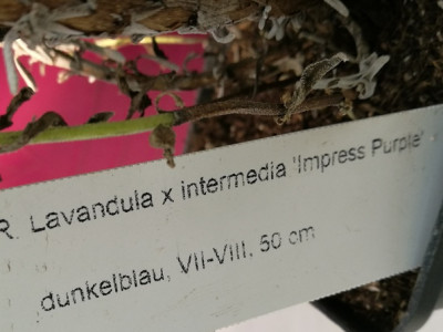 L_interm_Impress_Purple_20180609_165325k.jpg