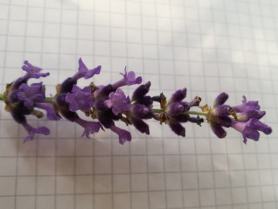 L_interm_Impress_Purple_20180609_165408_2k.jpg