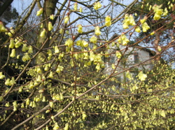 Corylopsis_Scheinhasel.jpg