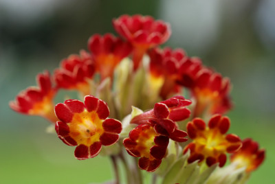 rote-Schluesselblumen-k.jpg