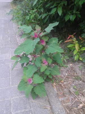 20180611_115923.jpg