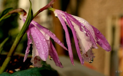 comp_Pleione.jpg