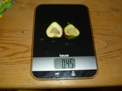 Tadschikischer Riese taube Frucht09062018.JPG