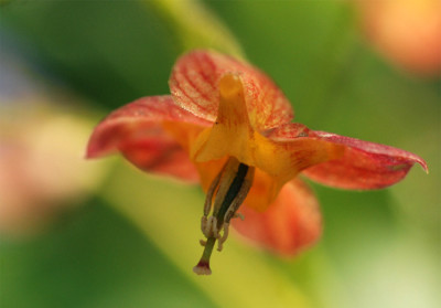 Epi-warleyense-k.jpg