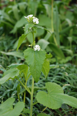 Lunaria-annua-alba-k.jpg