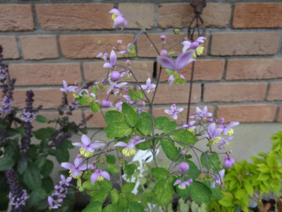 Jap. Wiesenraute.JPG