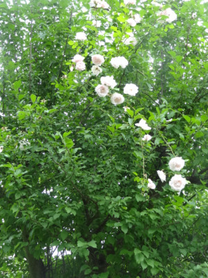 Rose New Dawn.JPG