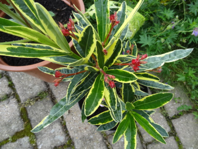 pan. Oleander.JPG