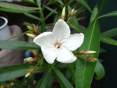 Oleander Harriet Newding.JPG