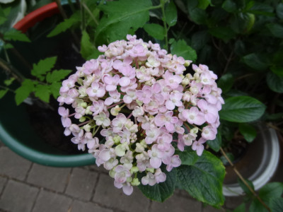 fliederblütige Hortensie.JPG