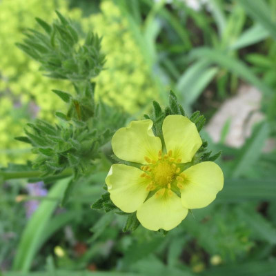 Potentilla recta var.jpg