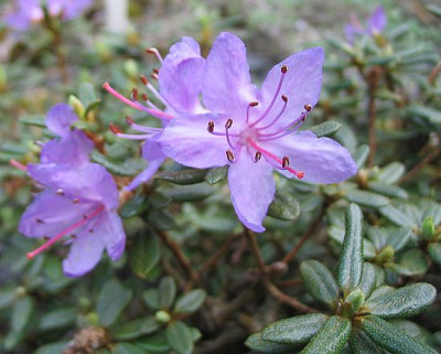 Rhododendron_impeditum_fars_2007.jpg