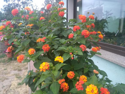 IMG_20180613_195214.jpg