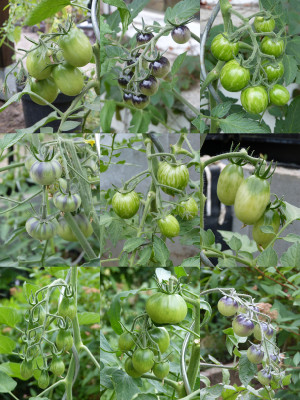 2018-06-13 Tomaten 10.jpg