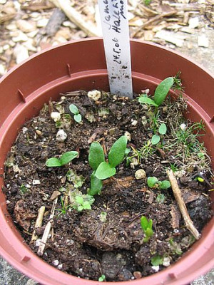 Halesia_monticola_Saemlinge_fars_2007.jpg