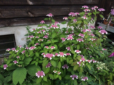 Hyd. serrata 'Oamacha'.jpg