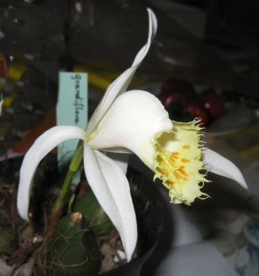 grandiflora.jpg