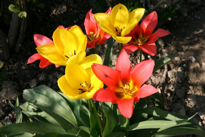 Tu_Tulpen110407.jpg