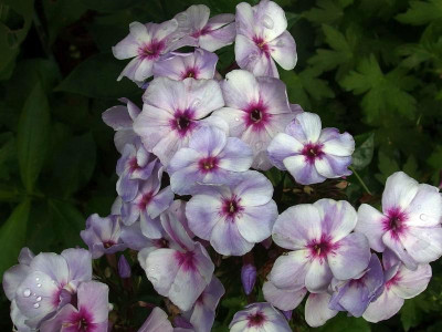Swizzle Blue_Ga_P7191337.JPG