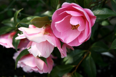 K_Ca_Sayonara070407.jpg