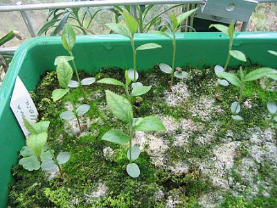 Saemlinge_von_Photinia_villosa_fars_2007.jpg