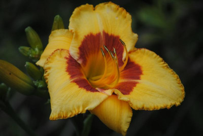 DSC_0239.JPG