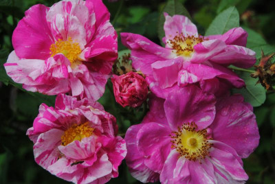 DSC_0312.JPG