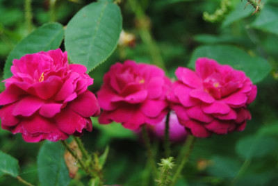 DSC_0311.JPG