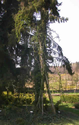 Exelsa_DSCN3103_.jpg