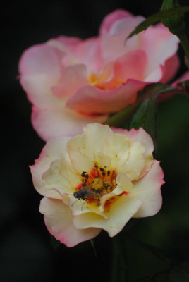 DSC_0263.JPG