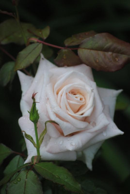DSC_0261.JPG