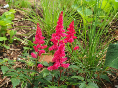 Astilbe Arendsii 'Fanal' P6140269.JPG