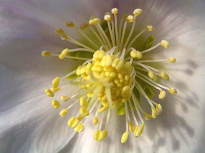 helleborus_niger_blute.jpg