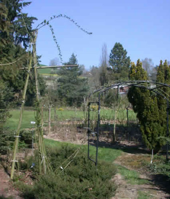 Kletterrose_Exelsa_Bambus_und_Bogen_DSCN3045.jpg