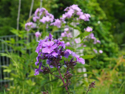 Phlox 'Blue Paradise' vor Phlox 'Route 66' 'Asheville 88' P6140267.JPG