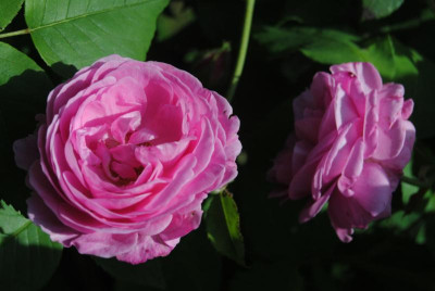 DSC_0213.JPG