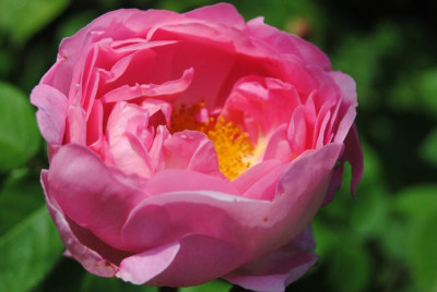 DSC_0209.JPG