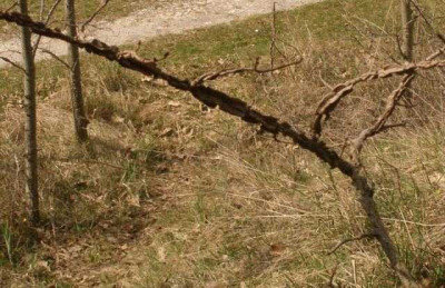 2007-04_welcher_sp-strauch.jpg