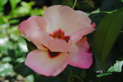 DSC_0199.JPG