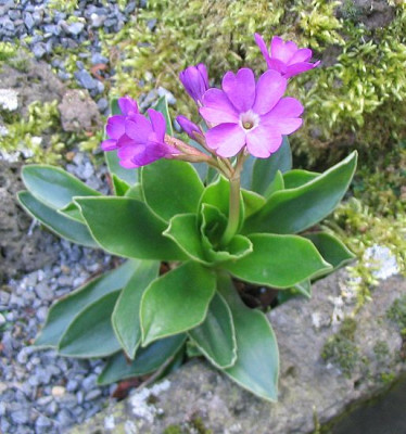 Primula_glaucescens_ssp._langobarda_fars_2007.jpg