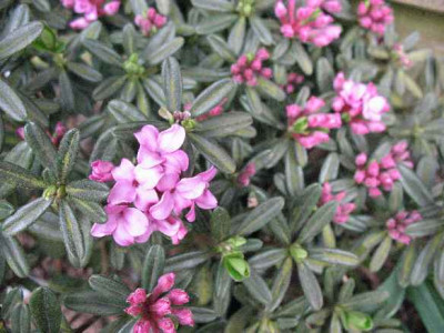 12.4.07._Daphne_sericea___001.JPG