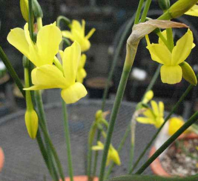 10.4.07.__Narcissus_Fairy_Chimes_018.JPG