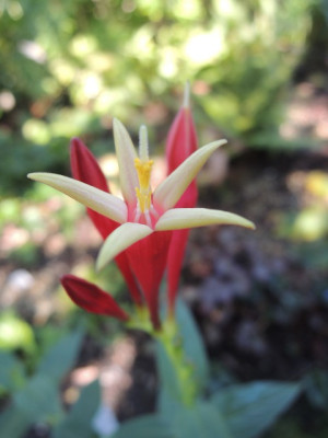 Spigelia marilandica.JPG