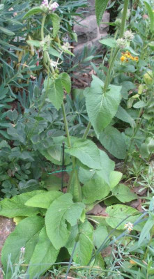 unbekannter Phlomis.jpg