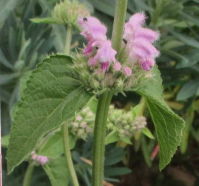 unbekannter Phlomis, Detail.jpg